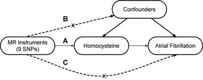 Appraising the Causal Association of Plasma Homocysteine Levels With Atrial Fibrillation Risk: A Two-Sample Mendelian Randomization Study